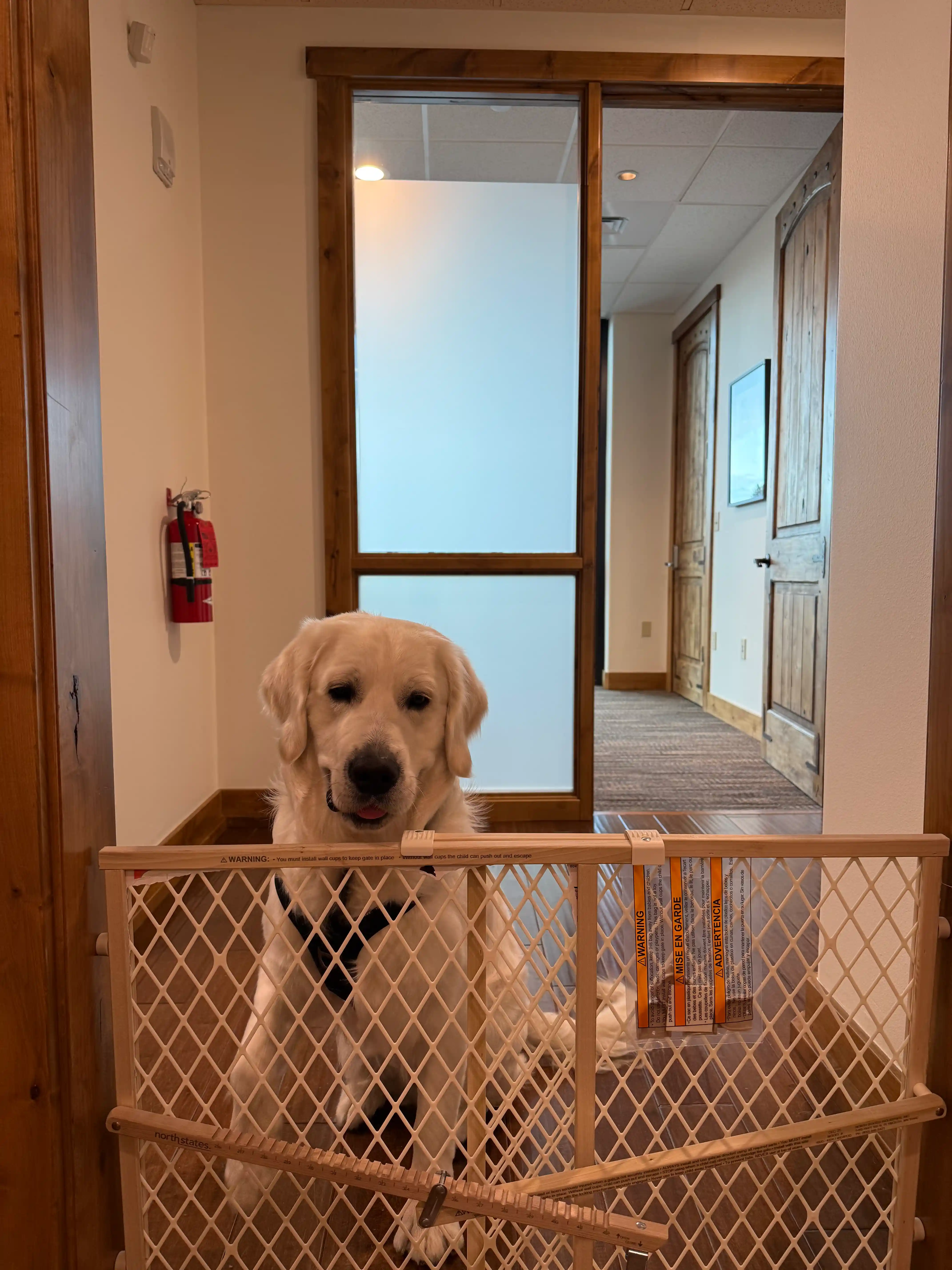 Finn the golden retriever peeking over a gate in the Cordillera office hallway
