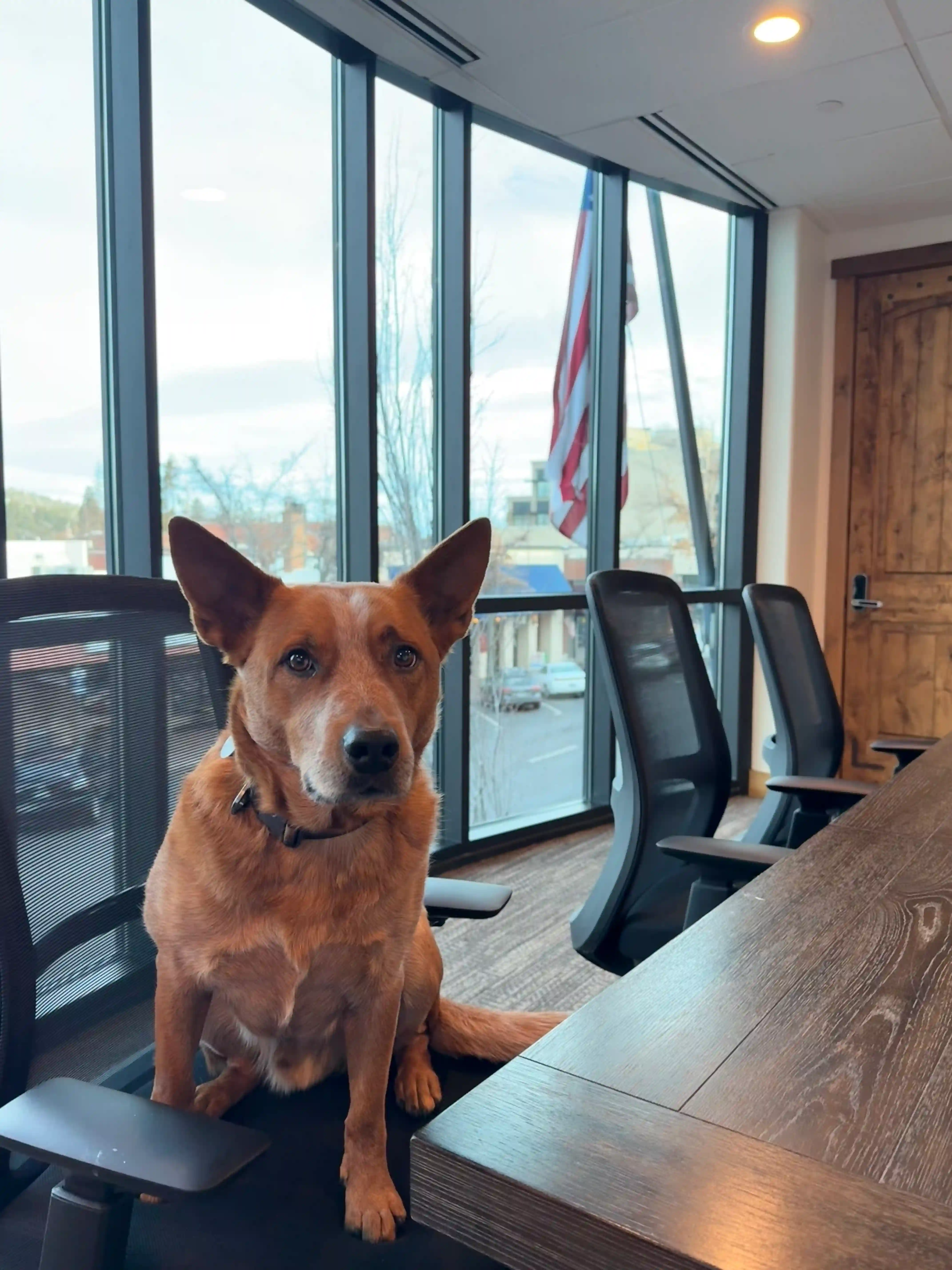 Dale the red heeler sitting at the head of the Cordillera conference table