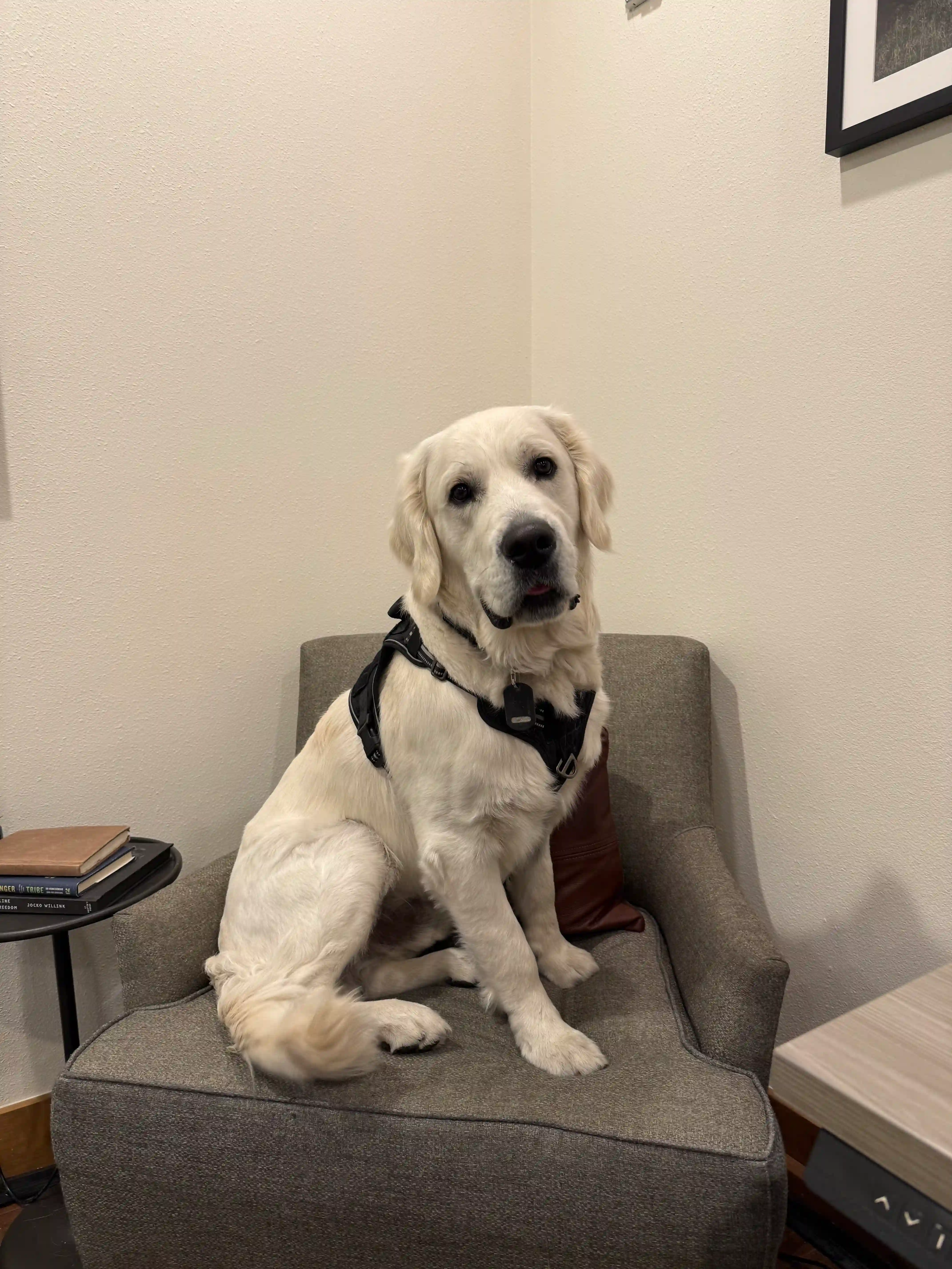 Finn sitting in an office armchair