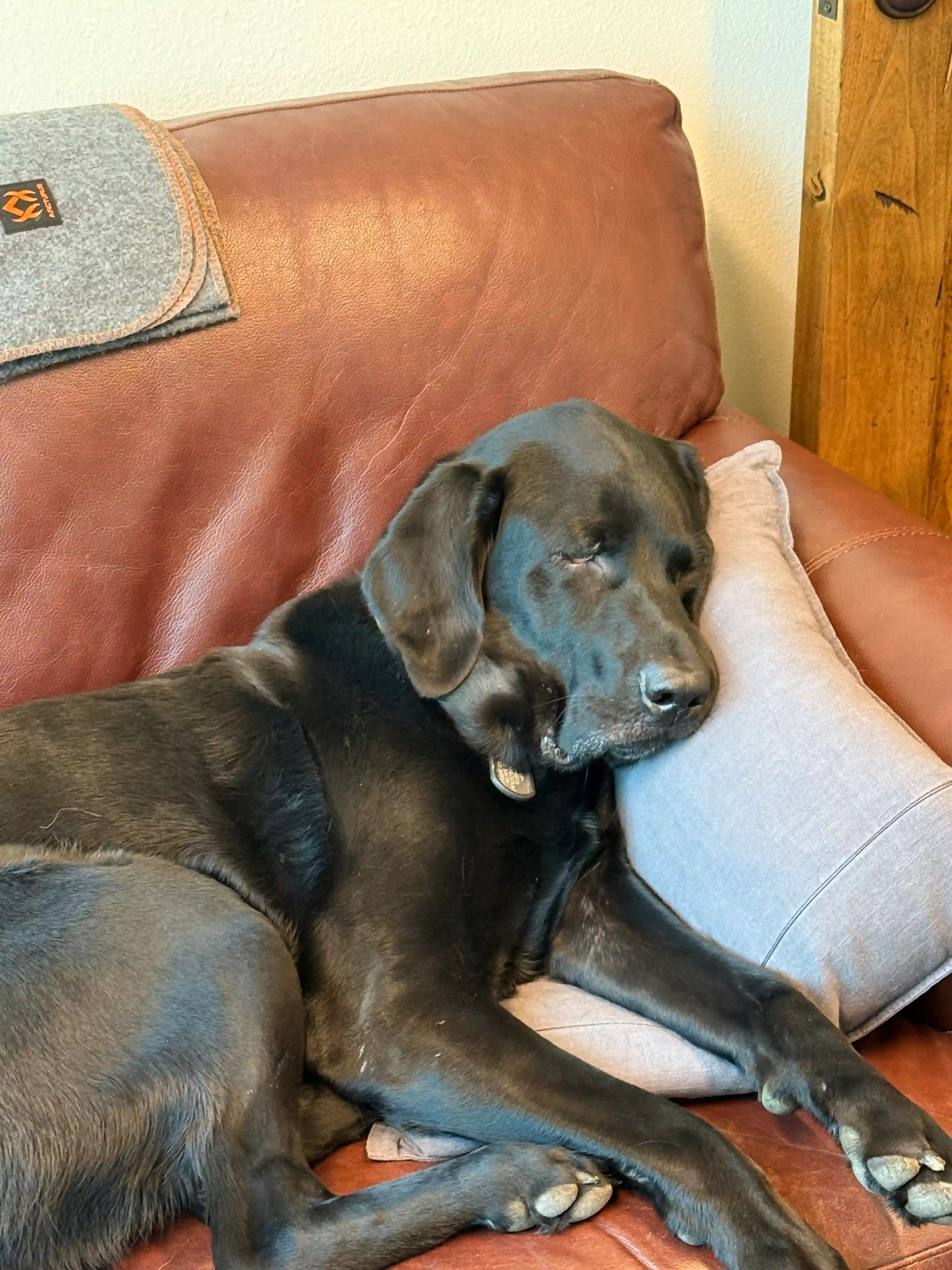 Ruger stretched out on the office leather couch