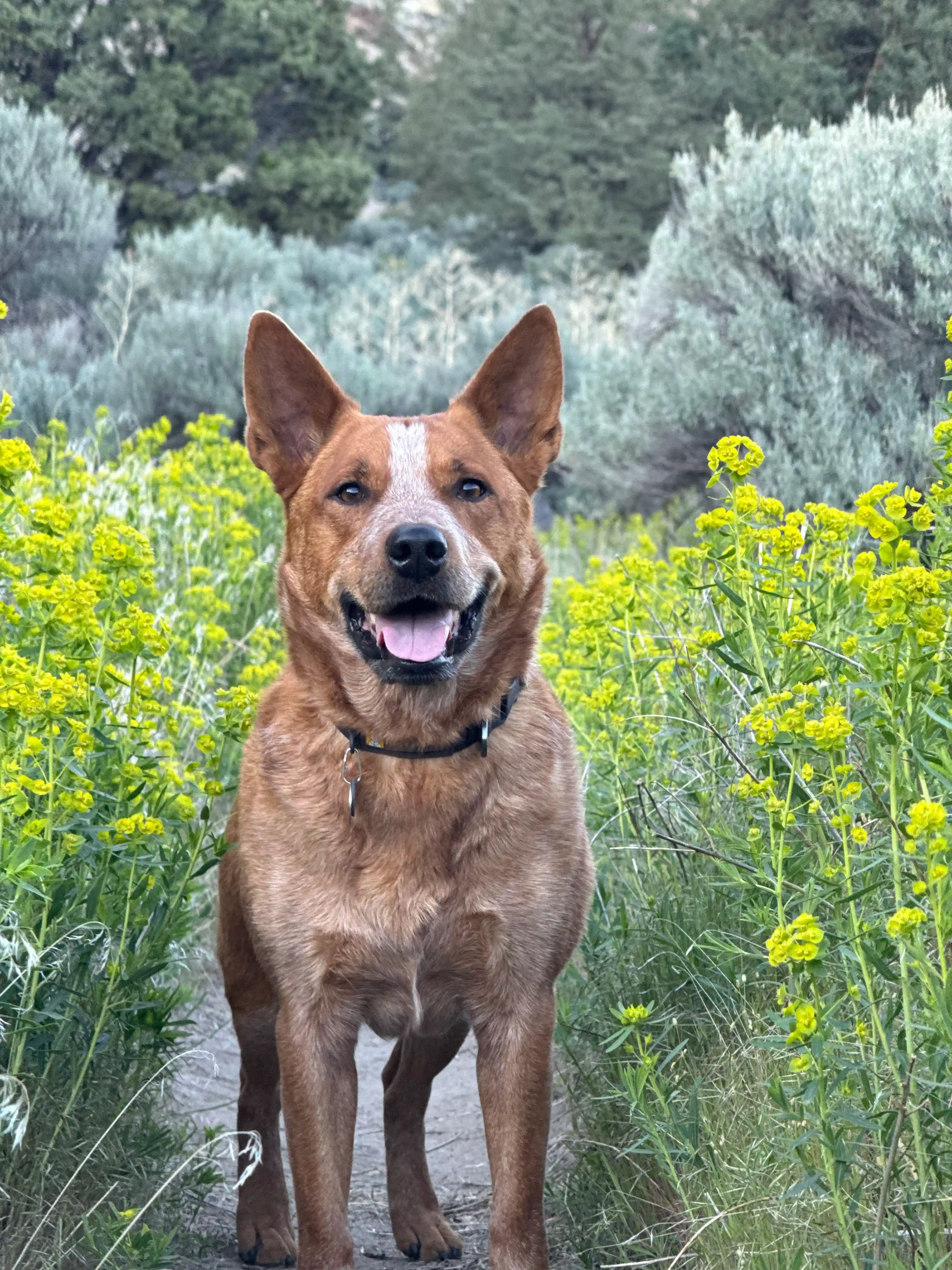 Dale, Chief Exploration Officer