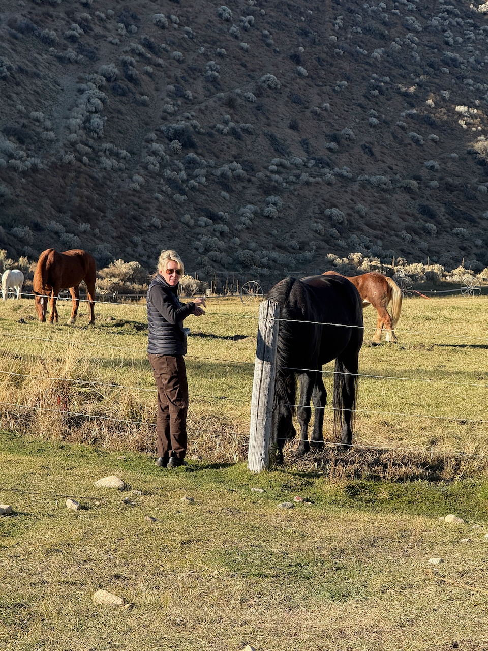 With the horses at golden hour